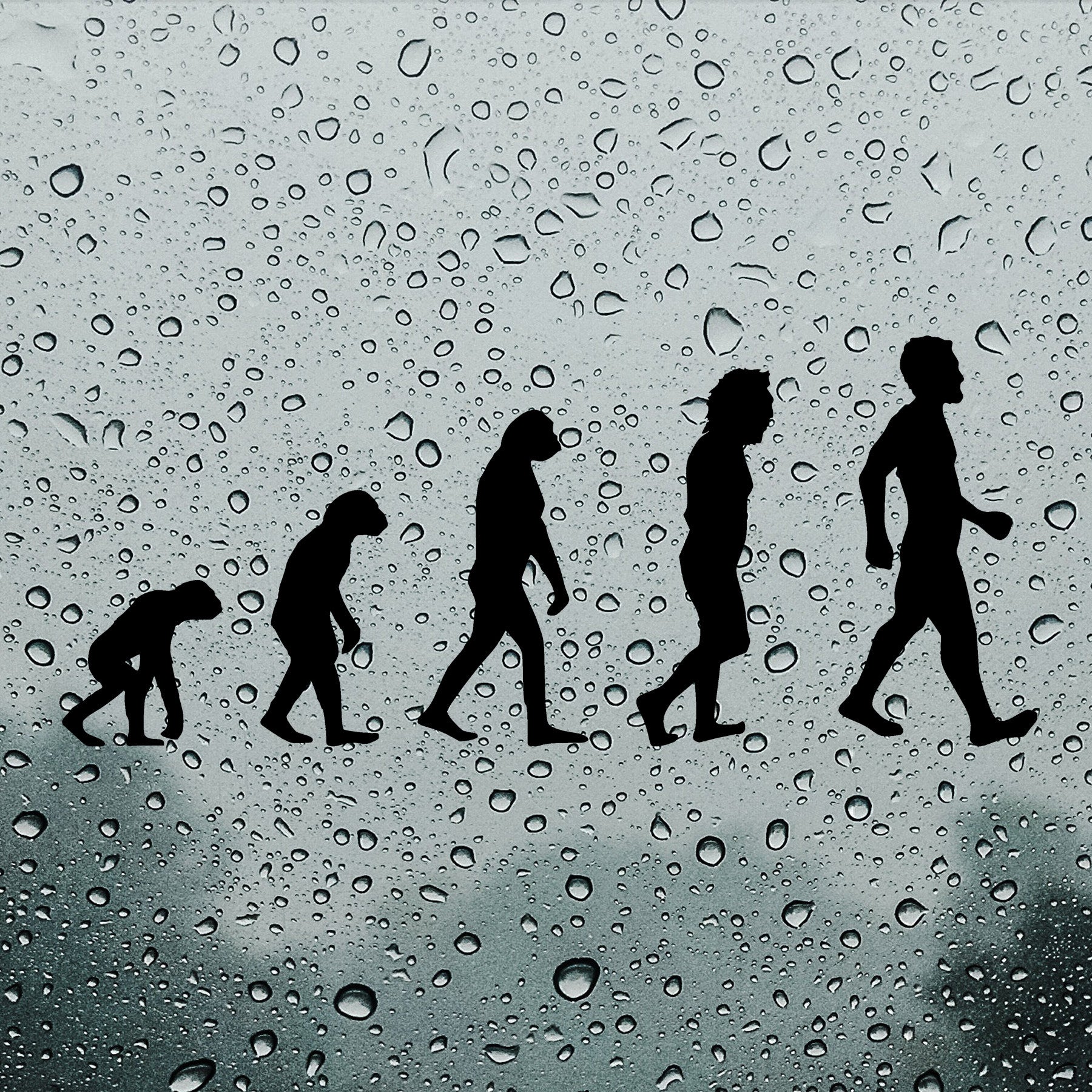 Evolution, Charles Darwin | Bumper sticker - Adnil Creations